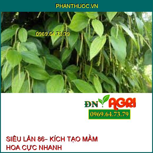 SIÊU LÂN 86– KÍCH TẠO MẦM HOA CỰC NHANH