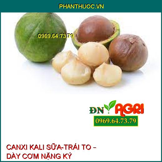 CANXI KALI SỮA-TRÁI TO – DÀY CƠM NẶNG KÝ