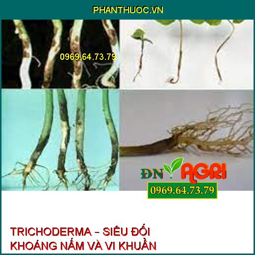 TRICHODERMA – SIÊU ĐỐI KHOÁNG NẤM VÀ VI KHUẨN