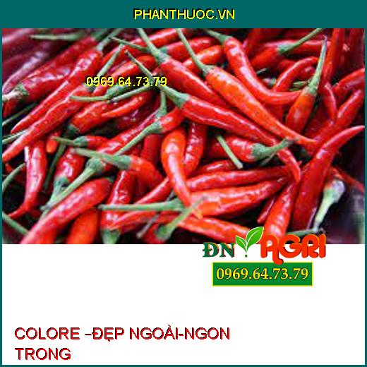 COLORE –ĐẸP NGOÀI-NGON TRONG