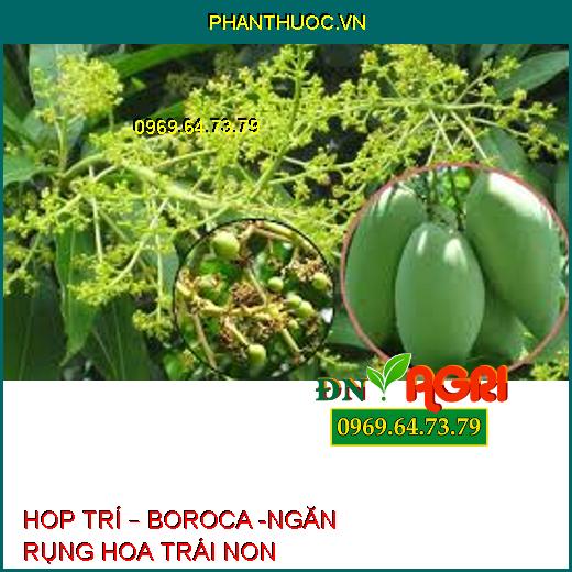 HOP TRÍ – BOROCA -NGĂN RỤNG HOA TRÁI NON