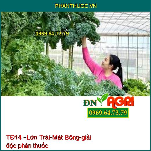 TĐ14 –Lớn Trái-Mát Bông-giải độc phân thuốc