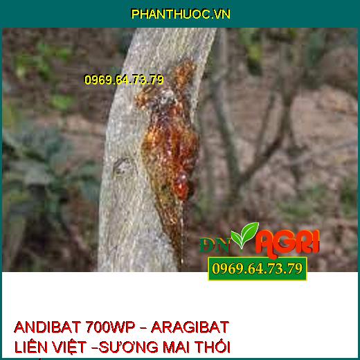 ANDIBAT 700WP – ARAGIBAT LIÊN VIỆT –SƯƠNG MAI THỐI THÂN