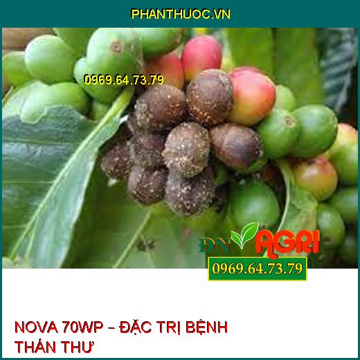 NOVA 70WP – ĐẶC TRỊ BỆNH THÁN THƯ