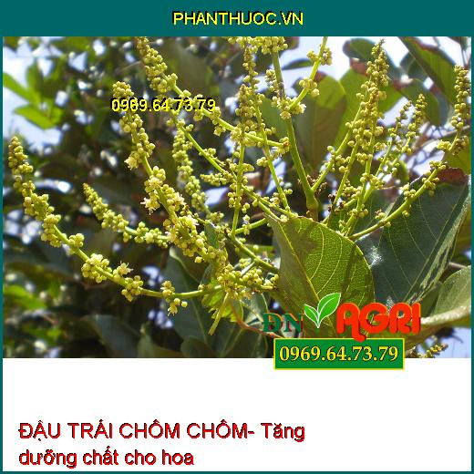 SIÊU RA HOA ĐẬU TRÁI CHÔM CHÔM- Ra Hoa Hiệu Quả, Đậu Trái Tối Đa