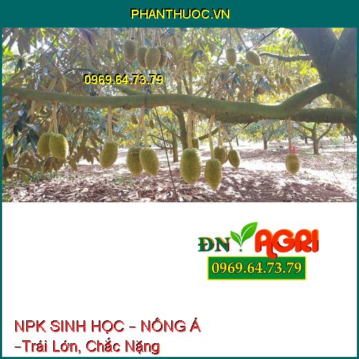 PHÂN BÓN LÁ NPK SINH HỌC – NÔNG Á –Trái Lớn, Chắc Nặng, Tránh Sượng Trái