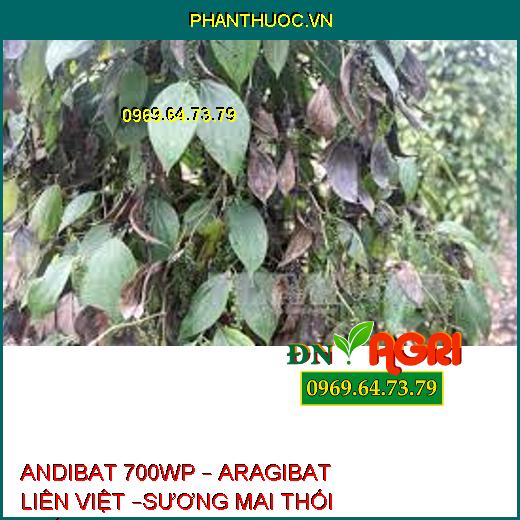 ANDIBAT 700WP – ARAGIBAT LIÊN VIỆT –SƯƠNG MAI THỐI THÂN