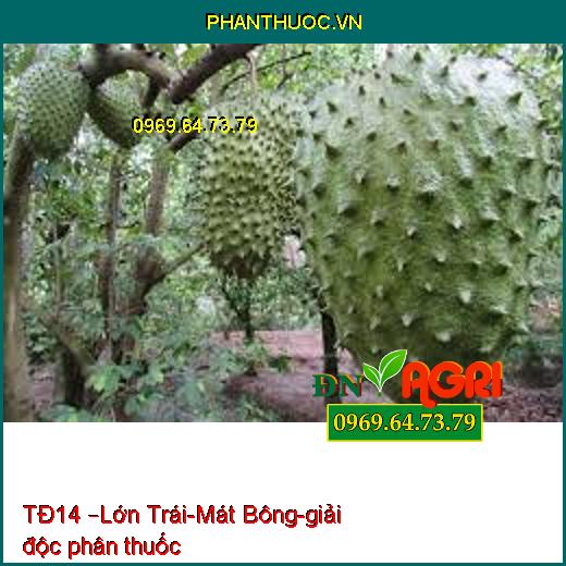 TĐ14 –Lớn Trái-Mát Bông-giải độc phân thuốc