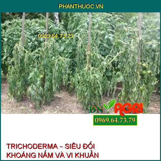 TRICHODERMA – SIÊU ĐỐI KHOÁNG NẤM VÀ VI KHUẨN