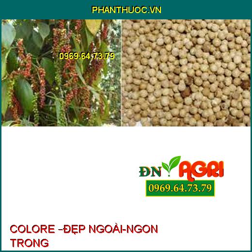 COLORE –ĐẸP NGOÀI-NGON TRONG