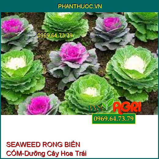 SEAWEED RONG BIỂN CỐM- Dưỡng Cây Hoa Trái, Tăng Đề Kháng Cây