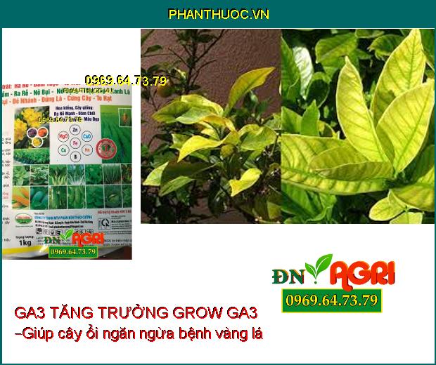 PHÂN BÓN VI LƯỢNG GA3 TĂNG TRƯỞNG GROW GA3 –Đâm Chồi Nhanh, Chống Vàng Lá