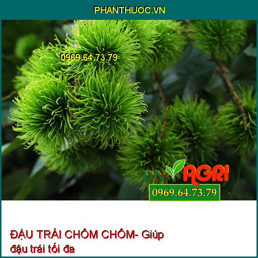 SIÊU RA HOA ĐẬU TRÁI CHÔM CHÔM- Ra Hoa Hiệu Quả, Đậu Trái Tối Đa