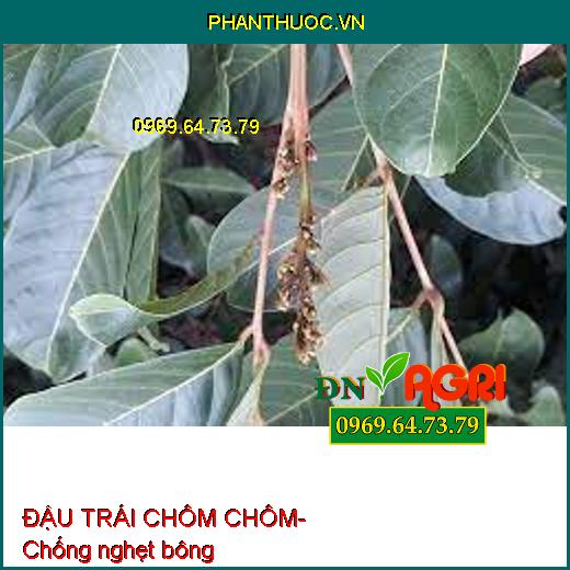 SIÊU RA HOA ĐẬU TRÁI CHÔM CHÔM- Ra Hoa Hiệu Quả, Đậu Trái Tối Đa