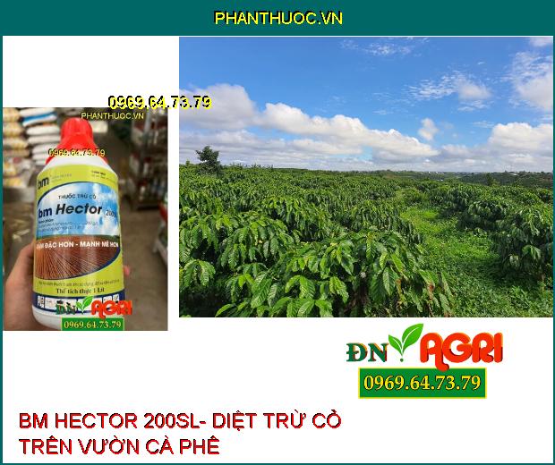 BM HECTOR 200SL- Thuốc Diệt Cỏ không Chọn Lọc , Diệt Cỏ Tranh, Mần Trầu