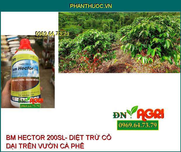 BM HECTOR 200SL- Thuốc Diệt Cỏ không Chọn Lọc , Diệt Cỏ Tranh, Mần Trầu