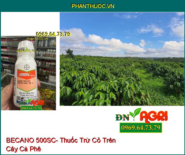 BECANO 500SC- Thuốc Trừ Cỏ Trên Cây Chè, Cà Phê, Cao Su, Thanh Long