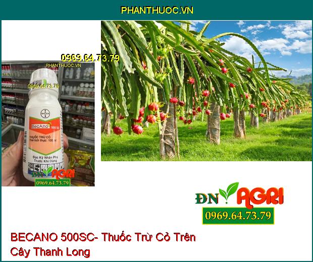 BECANO 500SC- Thuốc Trừ Cỏ Trên Cây Chè, Cà Phê, Cao Su, Thanh Long