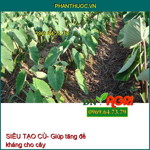 SIÊU TẠO CỦ Khoai Lang- Khoai Môn- Kích Ra Rễ, Cây Xanh Tốt, To Mập