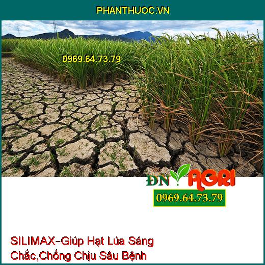 SILIMAX –Giúp Hạt Lúa Sáng Chắc, Lúa Cứng Cây, Chống Chịu Sâu Bệnh, Tăng Năng Suất