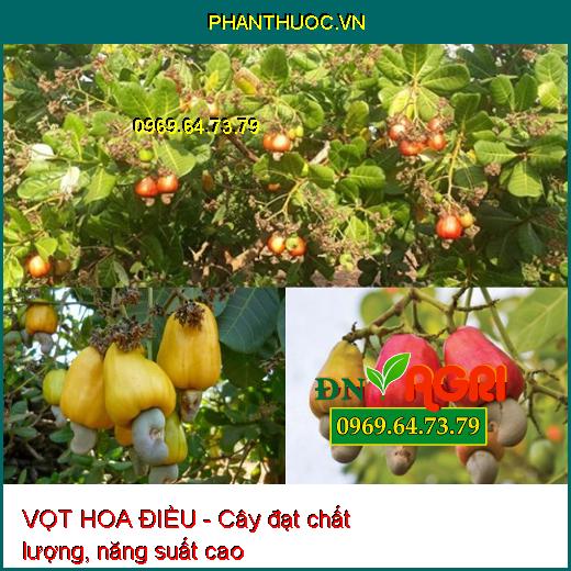 VỌT HOA ĐIỀU - Chuyên Vọt Hoa, Vọt Mầm, Ra Hoa Cực Mạnh