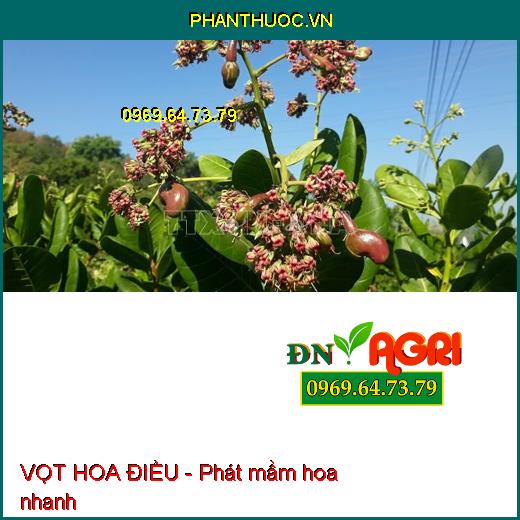 VỌT HOA ĐIỀU - Chuyên Vọt Hoa, Vọt Mầm, Ra Hoa Cực Mạnh