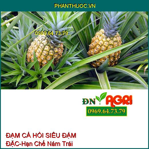 PHÂN BÓN HỮU CƠ ĐẠM CÁ HỒI SIÊU ĐẬM ĐẶC-Hạn Chế Nám Trái, Nâng Cao Năng Suất