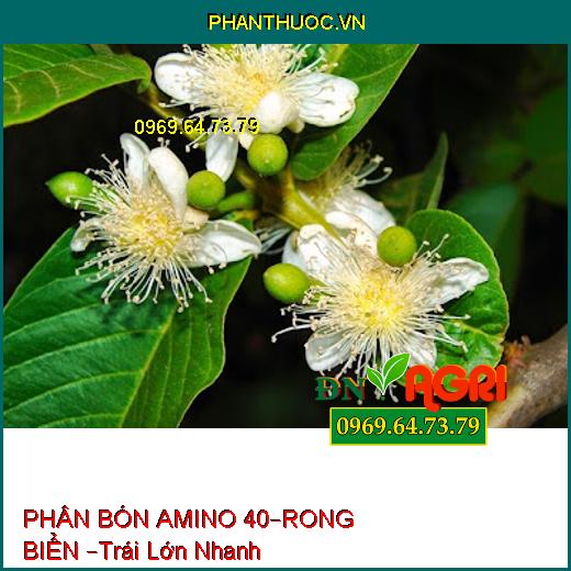 PHÂN BÓN NPK BỔ SUNG VI LƯỢNG NOTUGROW– AMINO 40 – RONG BIỂN –Trái Lớn Nhanh