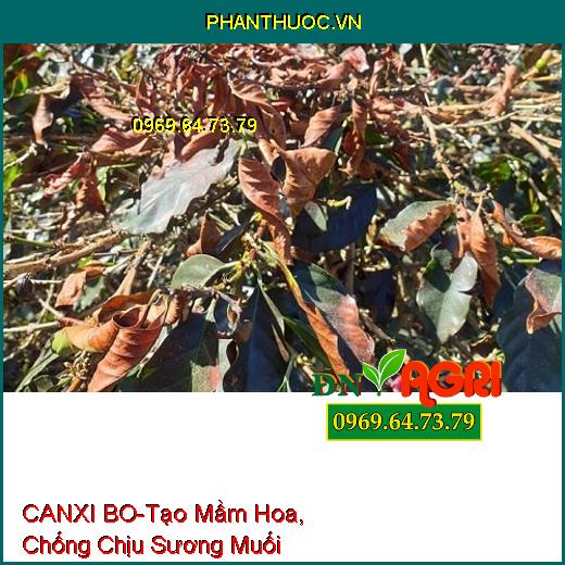 PHÂN BÓN LÁ CANXI BO-Tạo Mầm Hoa, Chống Chịu Sương Muối, Tăng Phẩm Chất Hạt