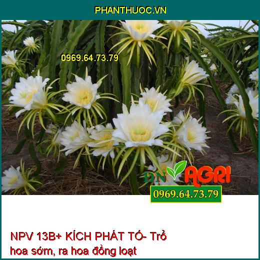 NPV 13B+ KÍCH PHÁT TỐ- Chống Nghẹn Hoa, Đen Hoa, Tăng Đậu Hoa, Đậu Trái