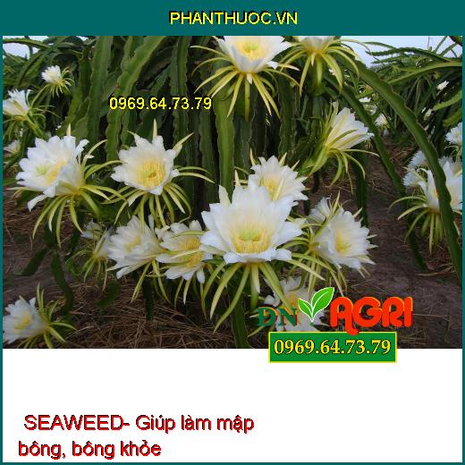 PHÂN BÓN RONG BIỂN CAO CẤP SEAWEED- Nuôi Trái Lớn, Sáng Trái,Nặng Ký