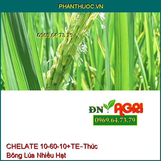 PHÂN BÓN LÁ CHẾ PHẨM CHELATE 10-60-10 + TE –Tạo Mầm Hoa, Thúc Bông Lúa Nhiều Hạt