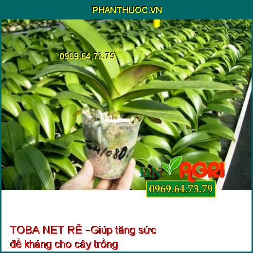 TOBA NET RỄ – KÍCH THÍCH RA RỄ CỰC MẠNH CHO CÂY TRỒNG, HẠN CHẾ VÀNG LÁ