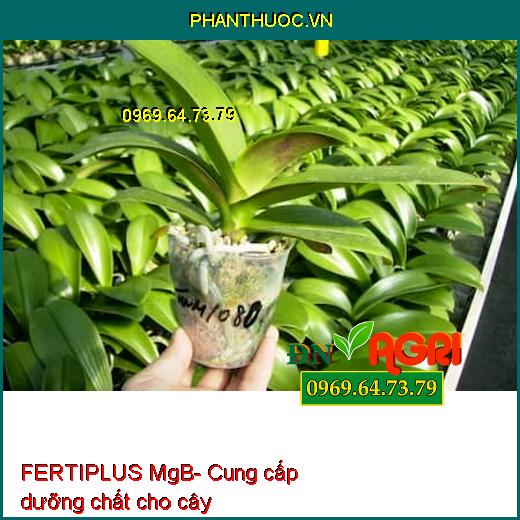 FERTIPLUS MgB- Phân Bón Lá Hữu Cơ Khoáng Tăng Tỷ Lệ Đậu Trái