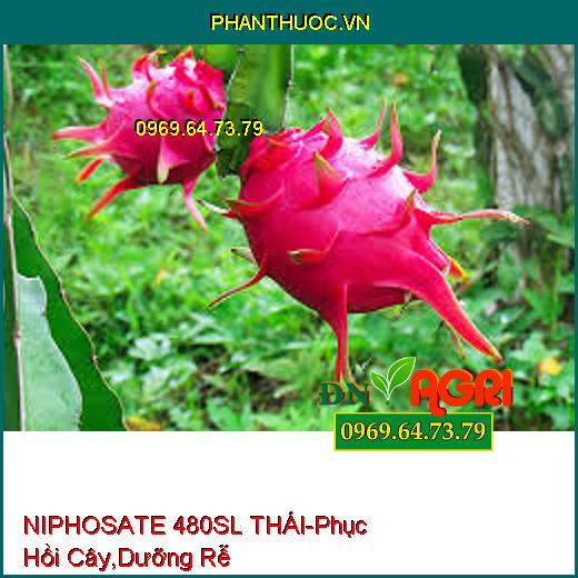 NIPHOSATE 480SL THÁI- Phục Hồi Cây, Hạ Phèn, Dưỡng Rễ, Xuống Trái Nhanh