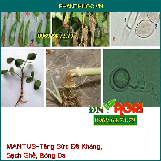 PHÂN BÓN VI LƯỢNG MANTUS –Tăng Sức Đề Kháng, Sạch Ghẻ, Bóng Da, Tránh Sương Muối