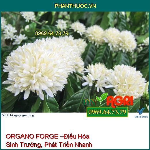 PHÂN BÓN LÁ HỮU CƠ HỢP TRÍ ORGANO FORGE –Điều Hòa Sinh Trưởng, Phát Triển Nhanh