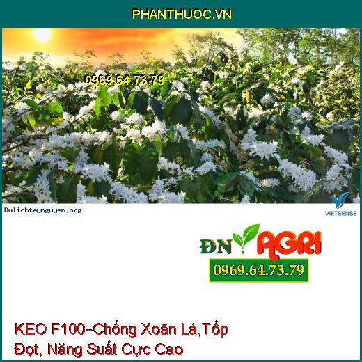 KEO F100 CHỐNG RỤNG TRÁI BƠ –Chống Xoăn Lá, Tốp Đọt, Năng Suất Cực Cao