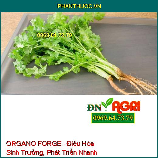 PHÂN BÓN LÁ HỮU CƠ HỢP TRÍ ORGANO FORGE –Điều Hòa Sinh Trưởng, Phát Triển Nhanh