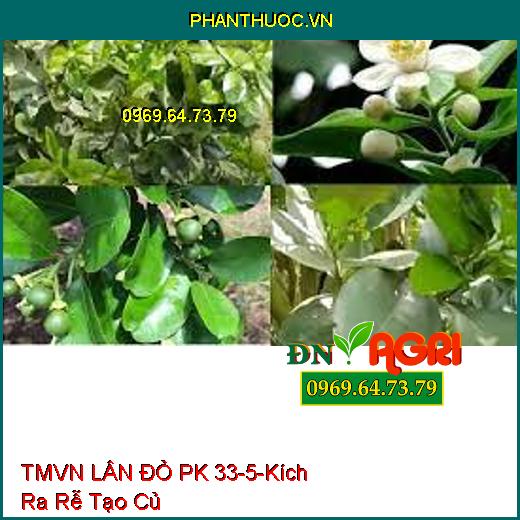 PHÂN BÓN TỔNG HỢP TMVN LÂN ĐỎ PK 33-5-Kích Ra Rễ Tạo Củ