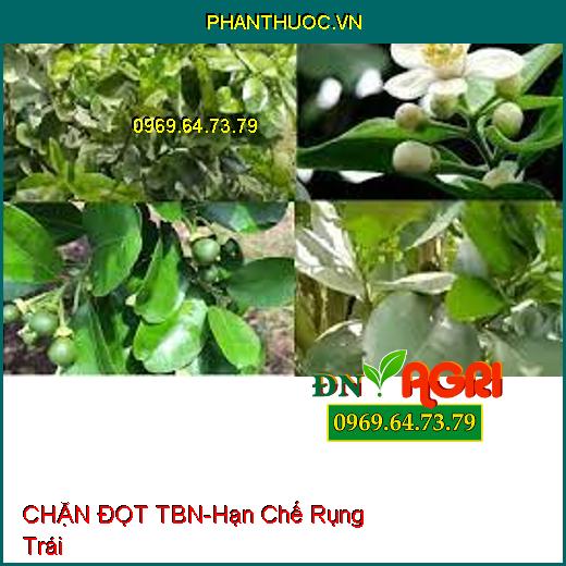 CHẶN ĐỌT TBN – Hạn Chế Rụng Trái, Kiềm Hãm Sự Phát Triển Chồi Ngọn