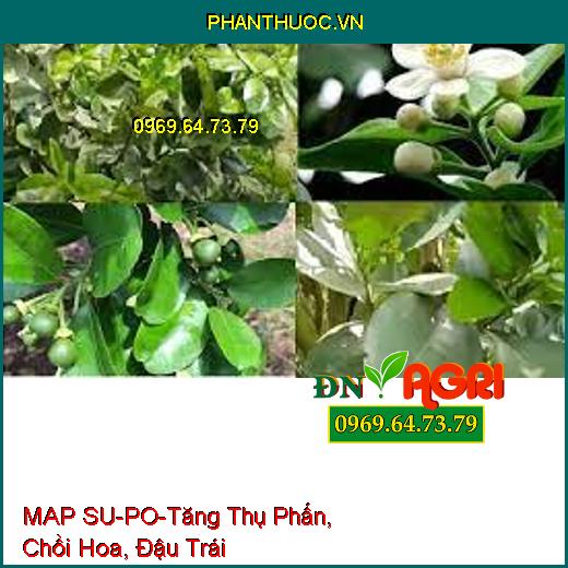 MAP SU-PO-Tăng Thụ Phấn, Chồi Hoa, Đậu Trái, Tăng Năng Suất Cho Cây Trồng