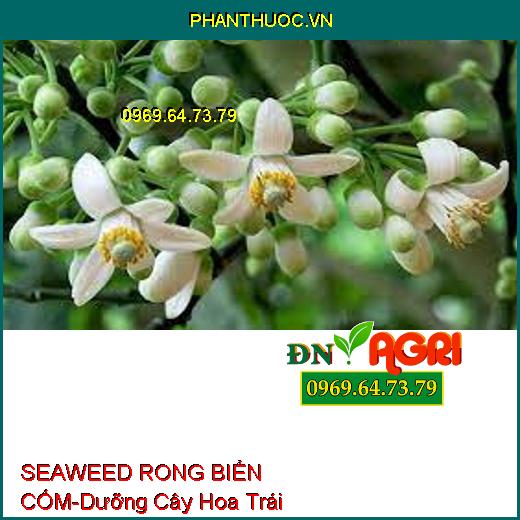 SEAWEED RONG BIỂN CỐM- Dưỡng Cây Hoa Trái, Tăng Đề Kháng Cây