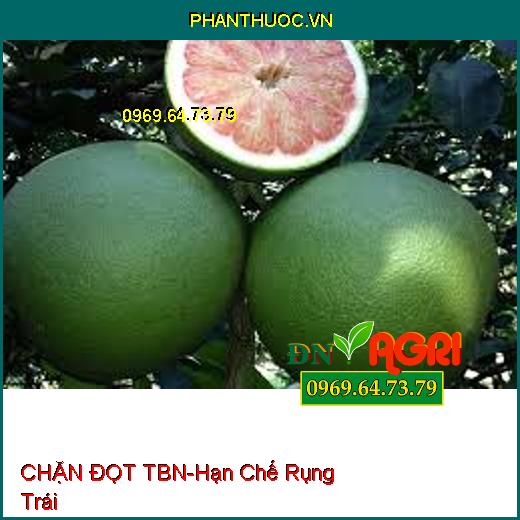 CHẶN ĐỌT TBN – Hạn Chế Rụng Trái, Kiềm Hãm Sự Phát Triển Chồi Ngọn