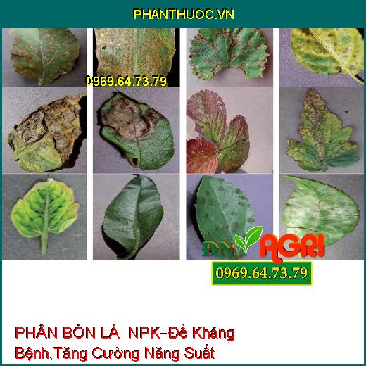 PHÂN BÓN LÁ HỖN HỢP NPK –Đề Kháng Bệnh, Tăng Cường Năng Suất , Chất Lượng