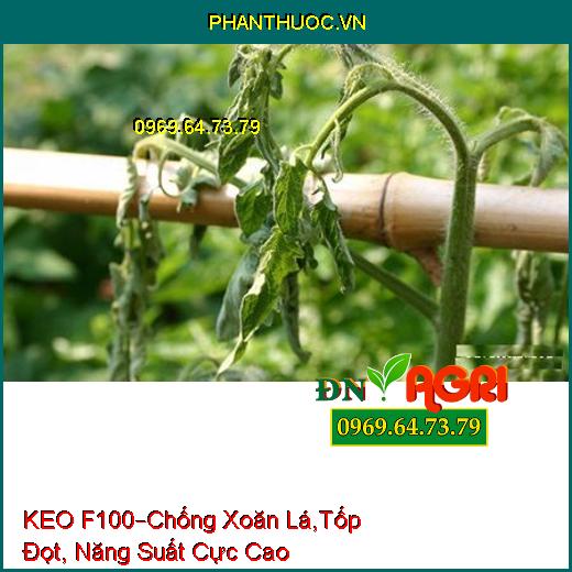 KEO F100 CHỐNG RỤNG TRÁI BƠ –Chống Xoăn Lá, Tốp Đọt, Năng Suất Cực Cao