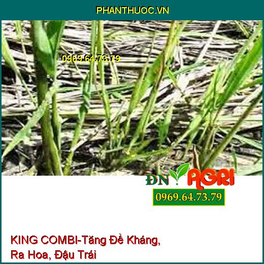 PHÂN BÓN TRUNG VI LƯỢNG KING COMBI-Tăng Đề Kháng, Giải Độc, Ra Hoa, Đậu Trái