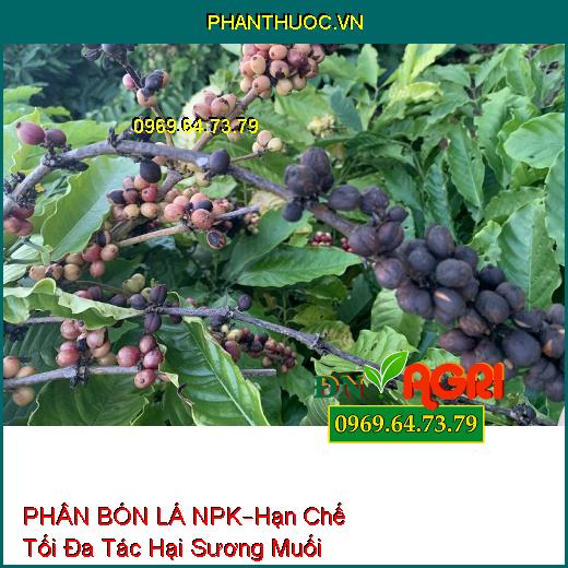 PHÂN BÓN LÁ NPK SINH HỌC –Hạn Chế Tối Đa Tác Hại Sương Muối, Hạt Lớn Đồng Đều