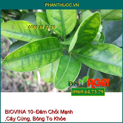 PHÂN BÓN LÁ HỖN HỢP NPK BIOVINA 10 –Đâm Chồi Mạnh ,Cây Cứng Cáp, Bông To Khỏe