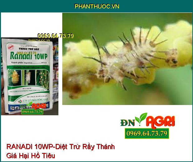 THUỐC TRỪ SÂU RANADI 10WP – Thuốc Trừ Sâu, Đặc Trị Rầy Nâu Hại Lúa